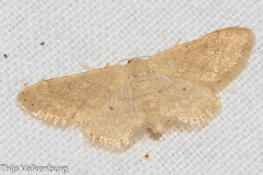 Idaea belemiata