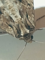 Apamea monoglypha