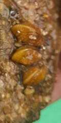 Brachidontes granulatus