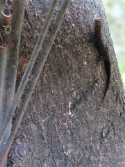 Gonatodes albogularis fuscus