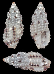 Pseudodaphnella lineata
