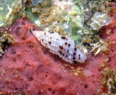 Pseudodaphnella lineata