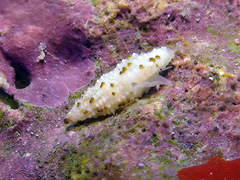 Pseudodaphnella lineata