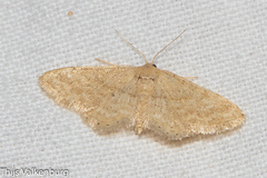 Idaea belemiata