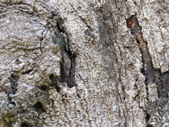 Gonatodes albogularis fuscus