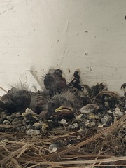 Passeriformes