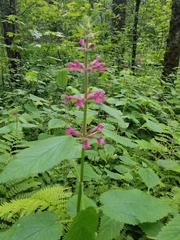 Stachys chamissonis cooleyae