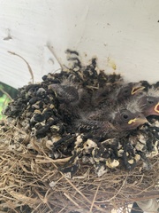 Passeriformes
