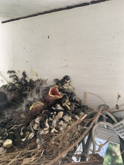 Passeriformes