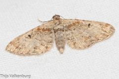 Eupithecia laquaearia