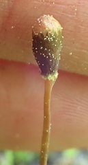Galeropsis polytrichoides