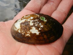 Cambarunio taeniatus