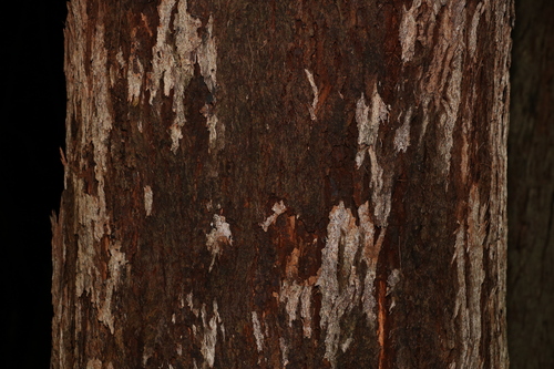 Image of Eucalyptus planchoniana by (c) Greg Tasney, some rights reserved (CC BY-SA)