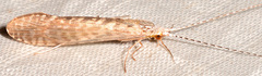 Nectopsyche diarina
