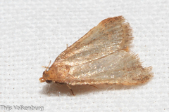 Bostra obsoletalis