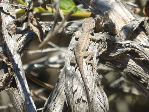 iNaturalist observation photo of Western Fence Lizard