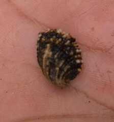 Concholepas concholepas