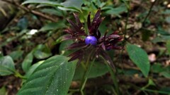 Palicourea justiciifolia