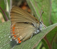 Satyrium esculi