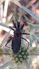 Rhynocoris cuspidatus