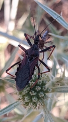 Rhynocoris cuspidatus