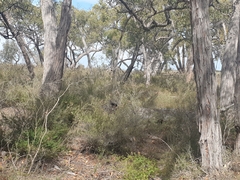 Eucalyptus baxteri