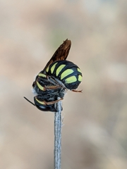 Pseudoanthidium