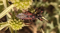 Rhynocoris cuspidatus
