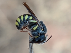 Pseudoanthidium