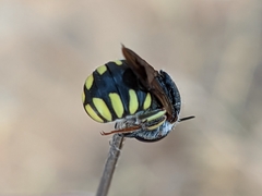 Pseudoanthidium