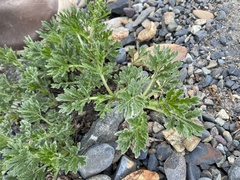 Artemisia norvegica