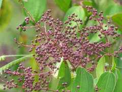 Miconia minutiflora