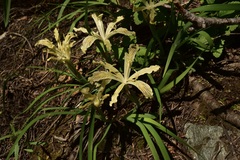 Iris chrysophylla