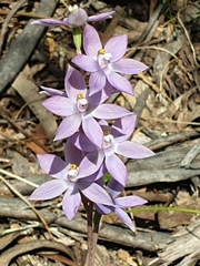Thelymitra alcockiae