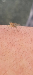 Aedes sollicitans