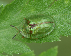 Cassida stigmatica