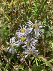 Symphyotrichum hallii