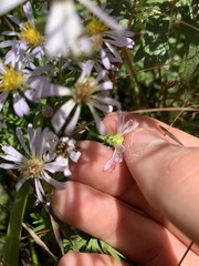 Symphyotrichum hallii
