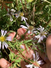 Symphyotrichum hallii