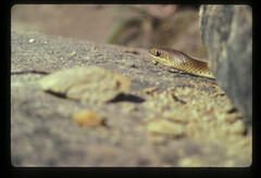 Psammophis mossambicus