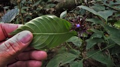 Palicourea justiciifolia