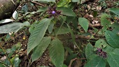 Palicourea justiciifolia