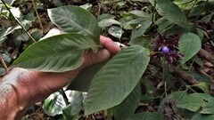 Palicourea justiciifolia