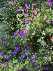 Geranium oreganum