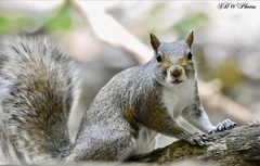 Sciurus carolinensis