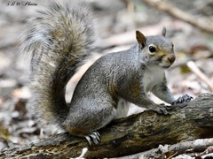 Sciurus carolinensis