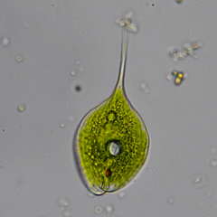 Phacus longicauda