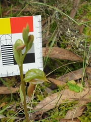 Pterostylis aciculiformis