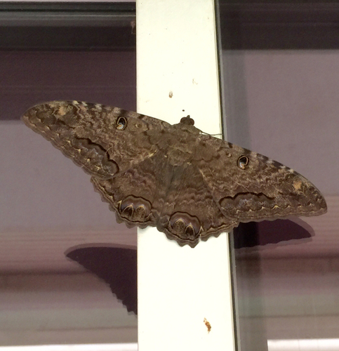 Black Witch, photo 4 of 8