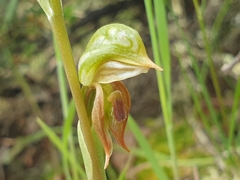 Pterostylis aciculiformis